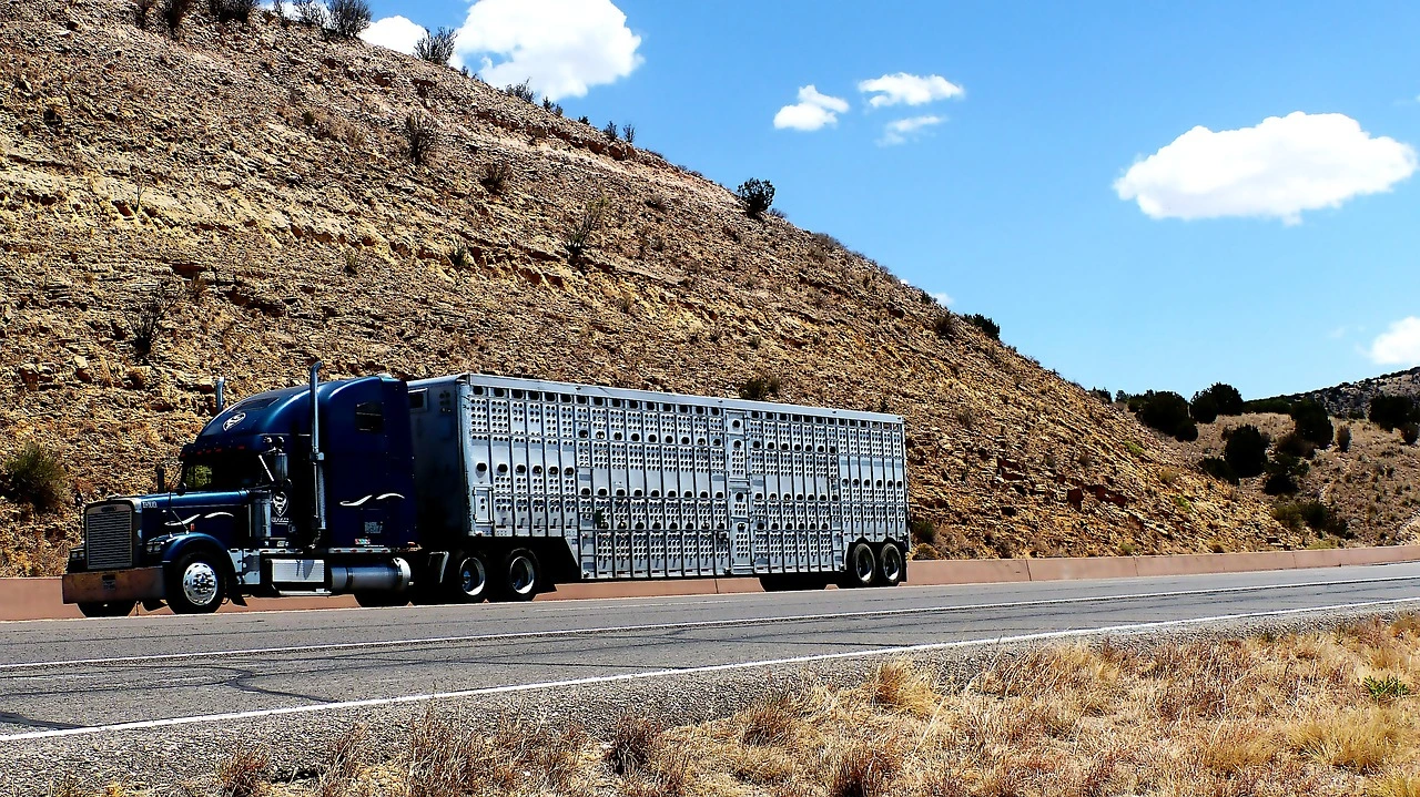 Cattle truck